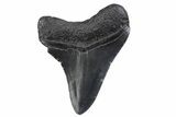 Fossil Megalodon Tooth - South Carolina #370458-1